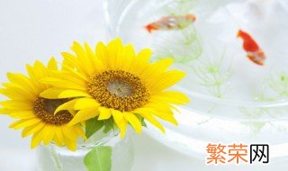 小鸡宝宝考考你 葵花籽其实是向日葵的什么 葵花籽其实是向日葵的果实