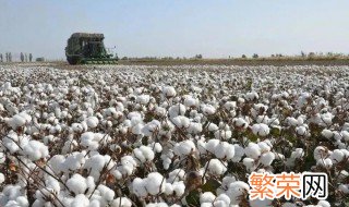 棉花的种植技术的步骤 种植棉花的全过程