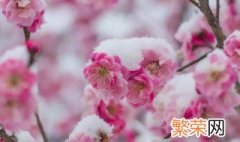 梅花是什么季节开的冬天还是春天 梅花是什么季节开