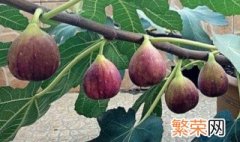 无花果是几月份的水果 无花果是什么季节的水果