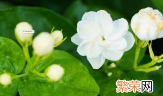 秋季怎样养茉莉花 该怎么养