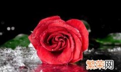 11朵玫瑰花代表什么意思 11朵玫瑰花代表的含义