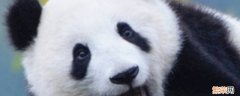 大熊猫是几级保护动物 大熊猫是几级保护动物2021