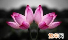 并蒂莲的花语是什么? 并蒂莲介绍