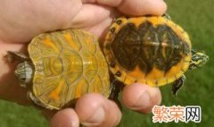 火焰龟怎么养 养火焰龟方法