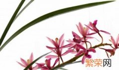 墨兰花怎么养 这样养护开花早