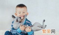 宠物猫怎么养 宠物猫养法技巧