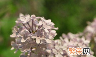 丁香花怎么养怎么种 丁香花养方法