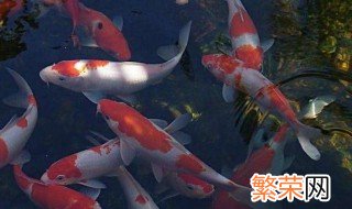 养锦鲤鱼方法 鲤鱼怎样养