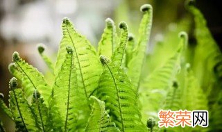 蕨类植物夏天怎么养 蕨类植物冬天怎么养