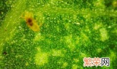 植物保护专业是什么 植物保护专业是什么类别