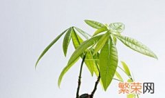 怎样养发财树才能又绿又旺盛 五种方法让你的发财树越养越发财