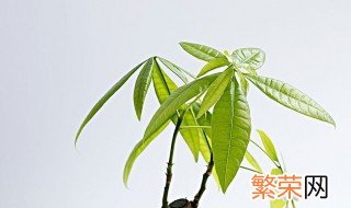 怎样养发财树才能又绿又旺盛 五种方法让你的发财树越养越发财