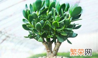 万年青多肉植物怎么养殖 肉质万年青的养殖方法