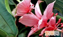 丁香花怎么养殖 美丁花的养殖方法