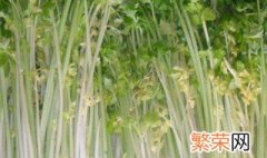 白芹施肥方法 如何施肥西芹