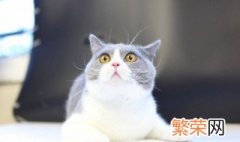 猫的制服方法 猫的制服方法介绍