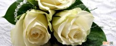 7朵白玫瑰花代表什么意思 七朵白玫瑰花代表什么意思