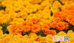 孔雀草的花语 孔雀草花语别名和养殖方法