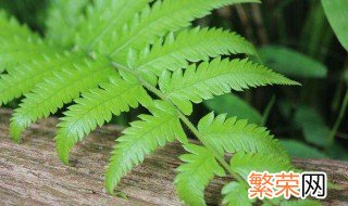 龙尾蕨种植方法 种植龙尾蕨的一种方法详解