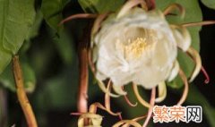 昙花的养花方法 养殖昙花的方法