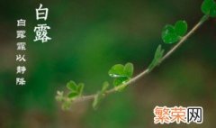 白露节气为什么要吃鸡 白露吃鸡是哪里的风俗