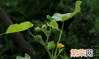 茼麻的养殖方法 茼麻及养护知识介绍