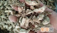 金蝉花处理方法 怎样清洗金蝉花