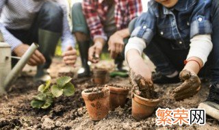 裸蒴的功效与作用及图 裸蒴的养殖方法