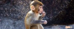 猴子的耳朵像什么形状 猴子的耳朵像什么