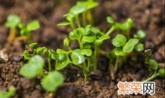 夏季大白菜的栽培技术与管理 大白菜苗夏天栽培技术