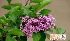 丁香花如何,盆栽 盆栽丁香花的养殖方法