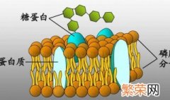 高中糖蛋白的三大功能是什么 高中糖蛋白的三大功能介绍