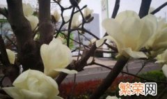 玉兰盆栽种植方法 玉兰可以盆栽吗