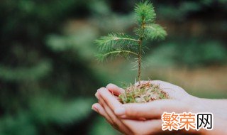 植树的过程 植树的过程有哪些步骤