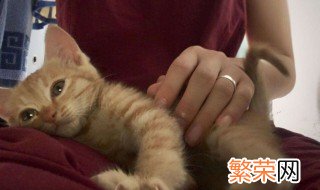 衣服被猫尿怎么处理 怎样清除被猫尿过的衣物