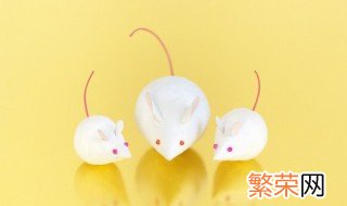 家里打死的老鼠能吃吗 家里老鼠可以打死吗