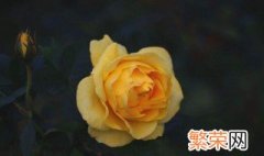 黄玫瑰花语的准确意思 黄玫瑰介绍