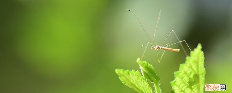 蚊子可以飞多高的楼层 蚊子能飞多高的楼层