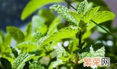 冰箱薄荷怎么保存 有很多种保存方法