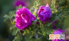 盆栽小玫瑰花怎么繁殖 小玫瑰花的种植方法