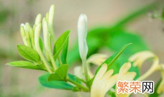 金银花怎么盆栽 金银花怎么盆栽养植