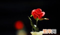 盆栽玫瑰花好养吗 盆栽玫瑰花怎么样