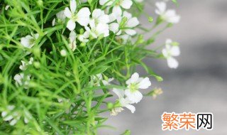 满天星播种后多久开花 盆栽满天星的花期多久