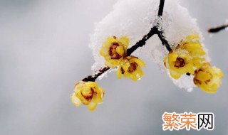 山意冲寒欲放梅是什么节气 山意冲寒欲放梅的拼音