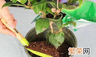 盆栽茶花怎么养家庭养法 盆栽茶花怎么养才好