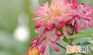 小盆栽月季花怎么养殖 月季花怎么养 盆栽