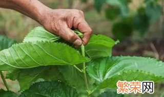 摘新鲜的桑叶能放冰箱冷冻吗 桑叶可以冷藏保鲜么