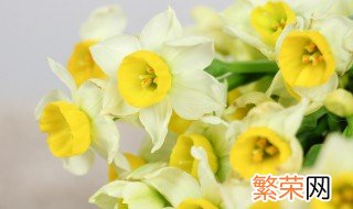 盆栽水仙花如何过冬 水仙花怎样过冬