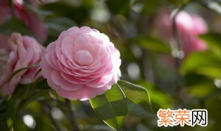 鲜花隔天送人如何保鲜 鲜花如何保鲜